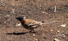 Zonotrichia capensis chilensis