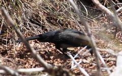 Curaeus curaeus curaeus