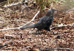 Curaeus curaeus curaeus