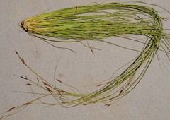 Tetraria cernua