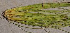 Tetraria cernua