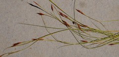 Tetraria cernua