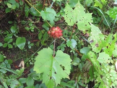 Ampelomyia vitiscoryloides