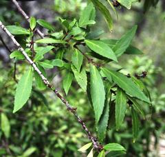 Maytenus magellanica