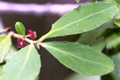 Maytenus magellanica