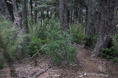 Maytenus magellanica