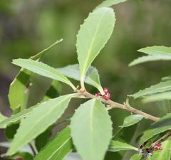 Maytenus magellanica