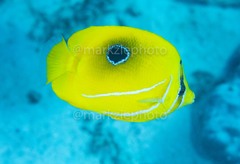 Chaetodon bennetti
