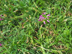 Allium brevistylum