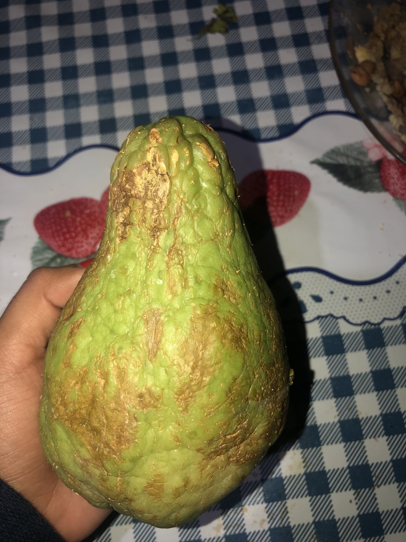 Sicyos edulis