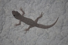 Mediodactylus orientalis