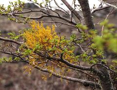 Misodendrum punctulatum