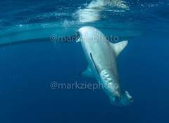 Hammerhead shark