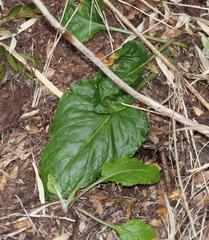 Adenocaulon chilense