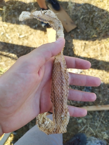 Four-lined Snake