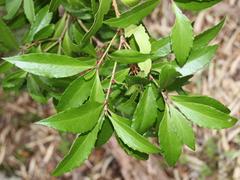 Maytenus magellanica