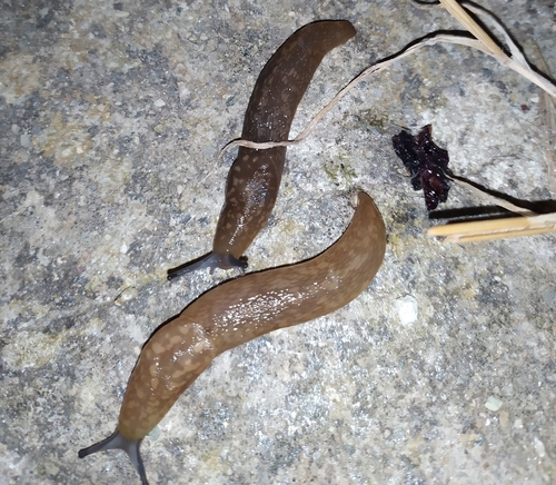 Yellow Cellar Slug