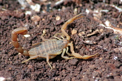 Aegaeobuthus cyprius