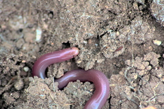 Xerotyphlops vermicularis