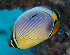 Chaetodon trifasciatus