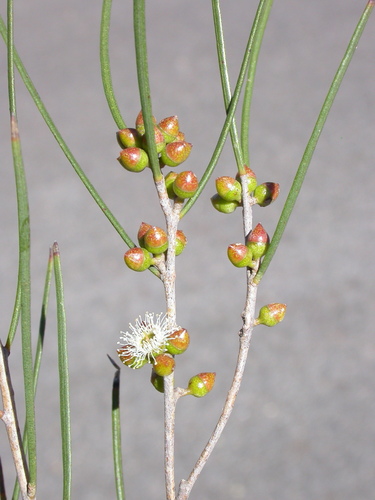 Eucalyptus angustissima F.Muell.