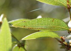 Norfolius howensis