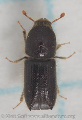 Pseudips mexicanus