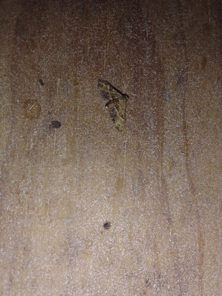 Metalectra alcis