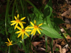 Senecio velleioides