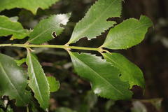 Laureliopsis philippiana