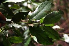 Laureliopsis philippiana