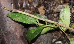 Laureliopsis philippiana