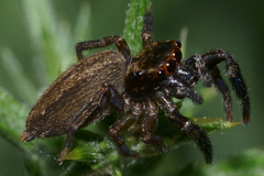 Trite auricoma