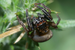 Trite auricoma
