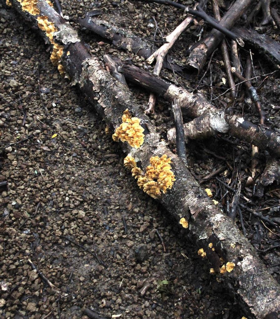 Stereum hirsutum · October 2014 · photo: © tonyrebelo (iNaturalist, cc-by-nc)
