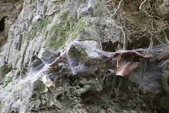 Porrhothele antipodiana