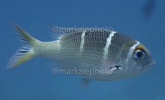 Monotaxis heterodon