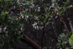 Gaultheria insana
