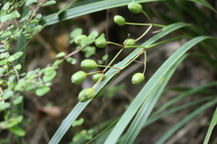 Libertia