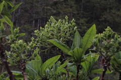 Acrisione cymosa