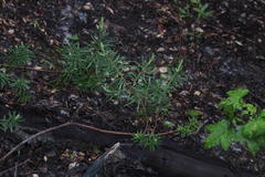 Podocarpus nubigenus