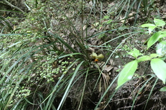 Libertia