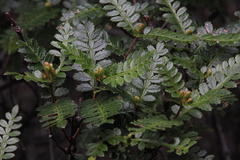 Weinmannia trichosperma