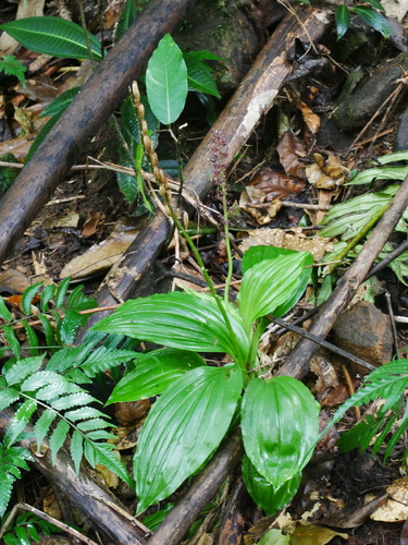 Crepidium resupinatum observed 2023-07-25