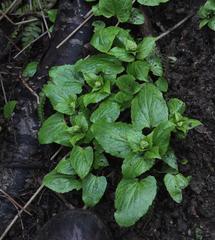 Valeriana lapathifolia