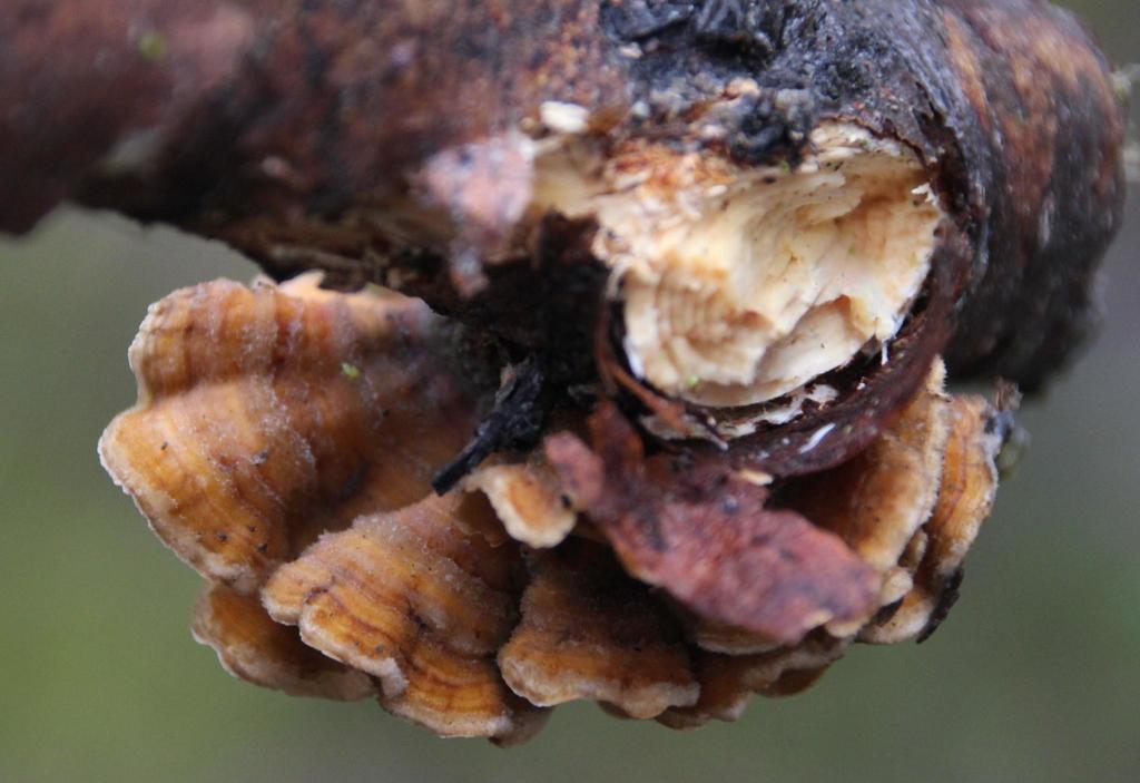 Stereum hirsutum · October 2014 · photo: © tonyrebelo (iNaturalist, cc-by-nc)