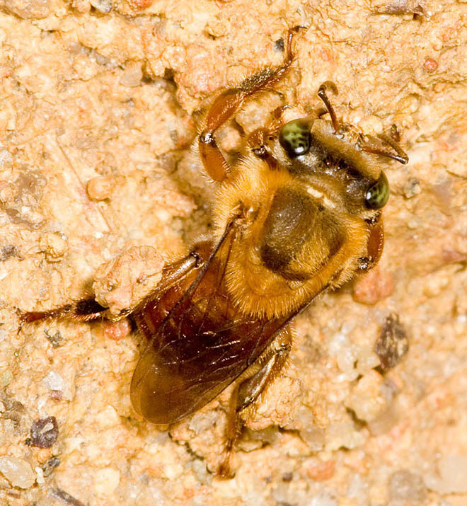 Melipona fulva