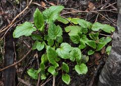 Valeriana lapathifolia