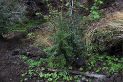 Podocarpus nubigenus