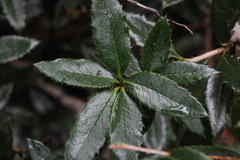 Berberis serrato-dentata
